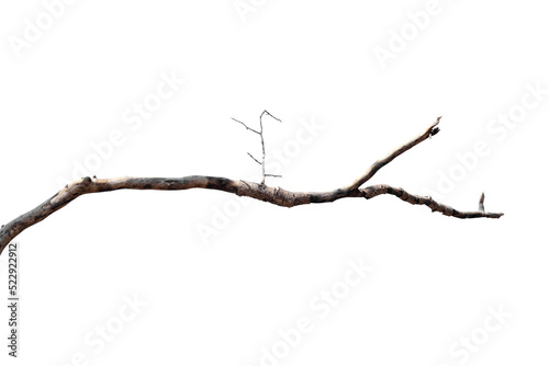 Photo Dry branches, white background, png
