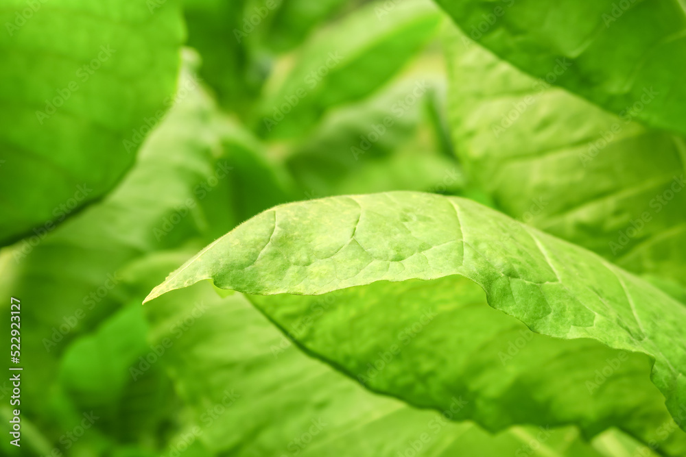 green leaves of turkish tobacco grow in a tobacco farm. tobacco cultivation concept green leaves of turkish tobacco grow in a tobacco farm. tobacco cultivation concept