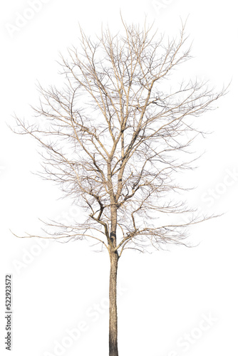 autumn dead tree isolated on transparent background,png