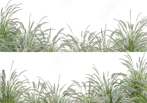 Grass blossoms on a transparent background © jomphon