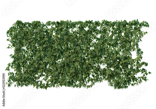 Ivy on a transparent background