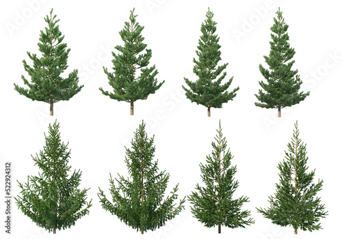 Many kinds of pine on a transparent background. © jomphon