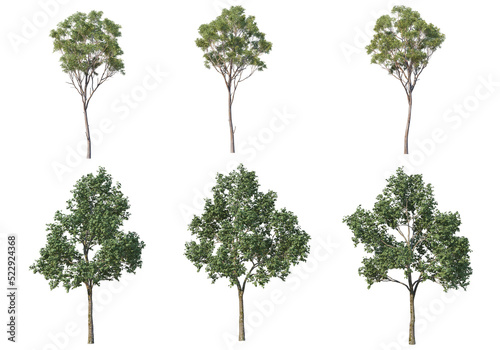 Many kinds of pine on a transparent background.