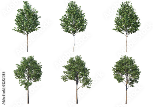 Many kinds of pine on a transparent background.