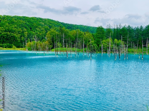 北海道　白金青い池