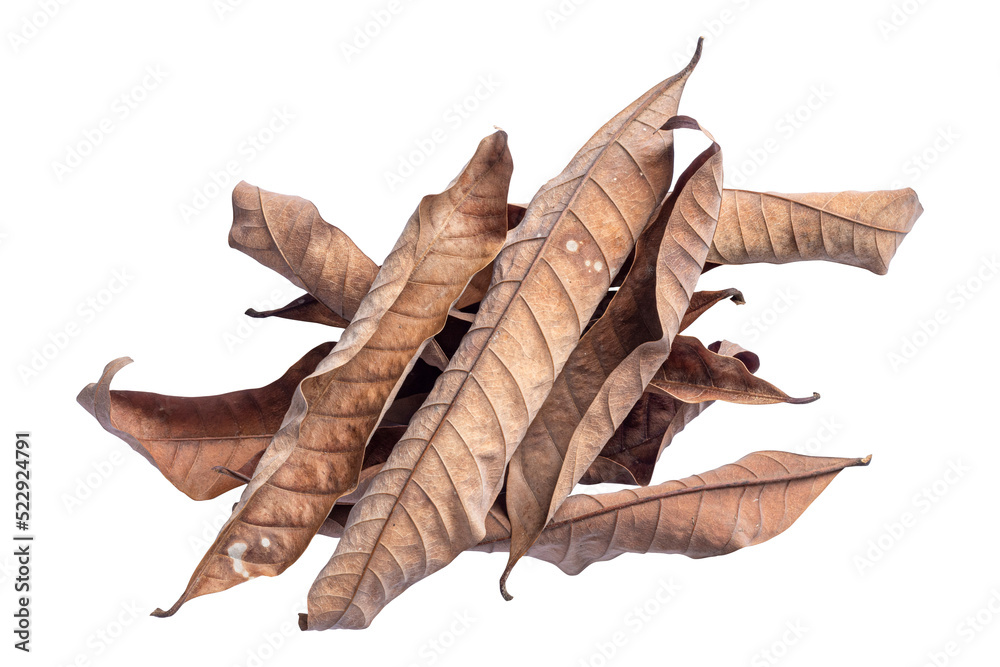 dry leaves, group of leaves, isolated on transparent background tropical dry leaves, png dry leaves, group of leaves, isolated on transparent background tropical dry leaves, png