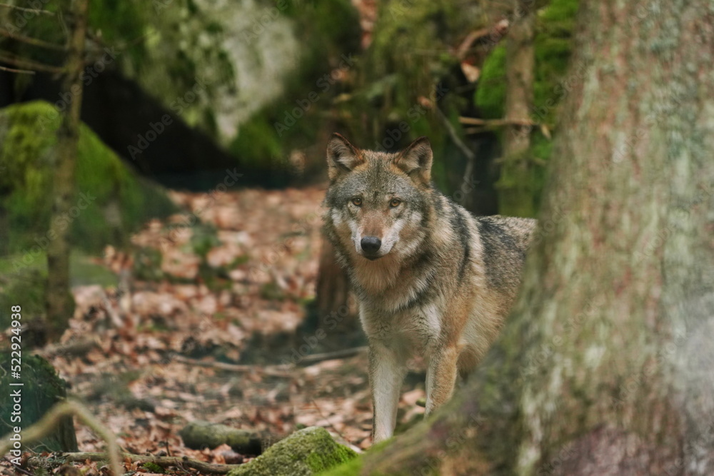 Portrait of a wolf (Canis lupus) in the nature habitat.  Portrait of gray wolf. 