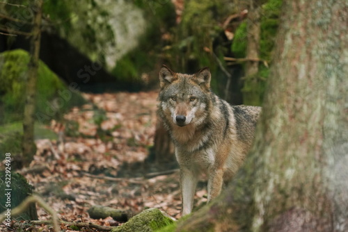 Portrait of a wolf (Canis lupus) in the nature habitat. Portrait of gray wolf. 