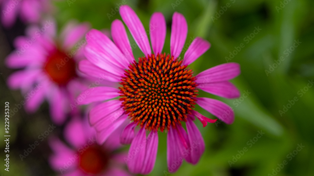 Macro photo of a purple echinacea, close up on the colorful pistils. Superb flower with shades of pink and a beautiful symmetry of the petals