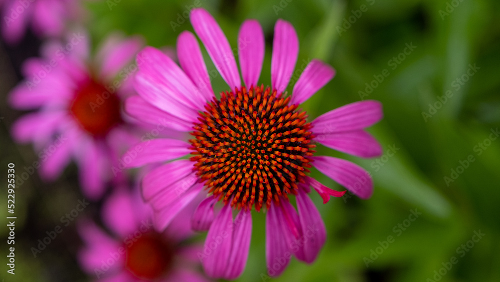 Macro photo of a purple echinacea, close up on the colorful pistils. Superb flower with shades of pink and a beautiful symmetry of the petals Macro photo of a purple echinacea, close up on the colorful pistils. Superb flower with shades of pink and a beautiful symmetry of the petals