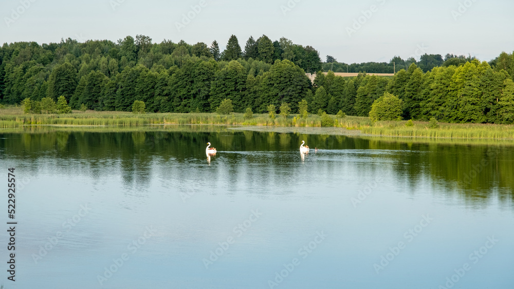 A beautiful lake landscape with two boats that are like swans. Relaxation on a lovely summer day. Around the lake the green trees and green grass. Blue sky and white clouds. Sunny day A beautiful lake landscape with two boats that are like swans. Relaxation on a lovely summer day. Around the lake the green trees and green grass. Blue sky and white clouds. Sunny day