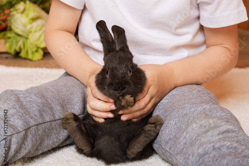 Child hold in hands the black rabbit. Little furry pet. Happy childhood. Hare is the symbol of 2023 according to the eastern calendar. Holiday gift. Surprise. Domestic animal. Exotic pets. Easter day