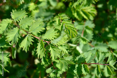 Salad burnet photo