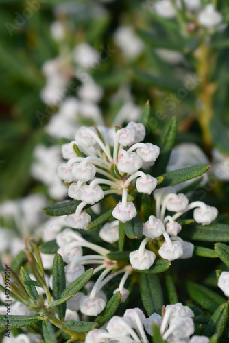 Bog rosemary Compacta