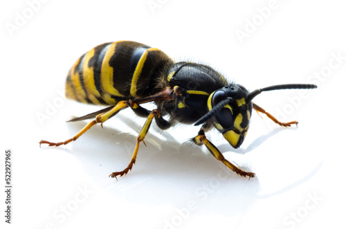 Close up of a living hornet isolated on white background