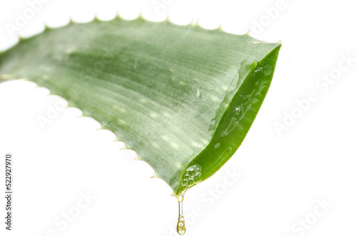 Aloe vera gel dripping out of cut of aloe vera cactus