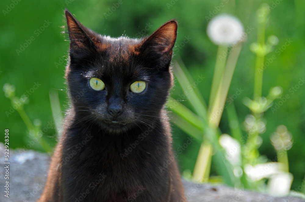 Black cat and dandelion Black cat and dandelion