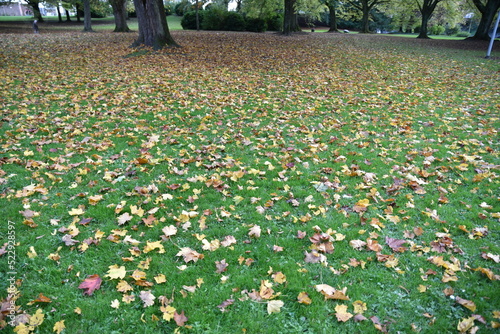 Feuilles mortes en automne photo