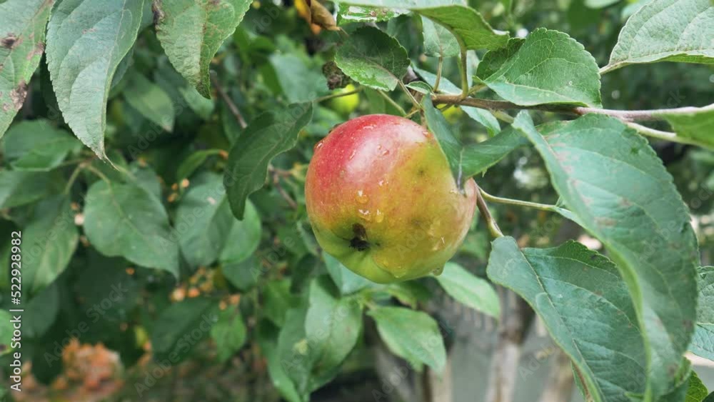 apples on a tree apples on a tree