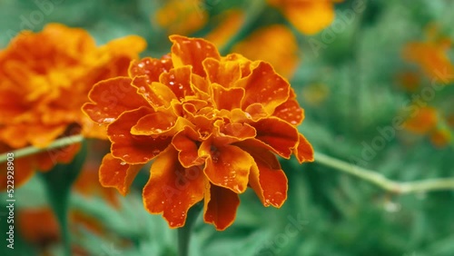 orange flower in autumn