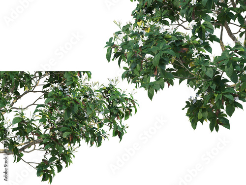 Foreground twigs on a transparent background 