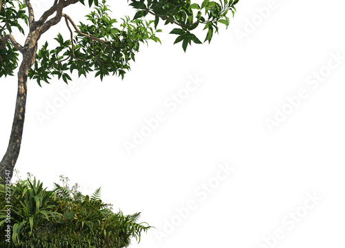 Foreground twigs on a transparent background
