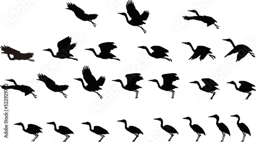 Image sequence of duck flying for animation.