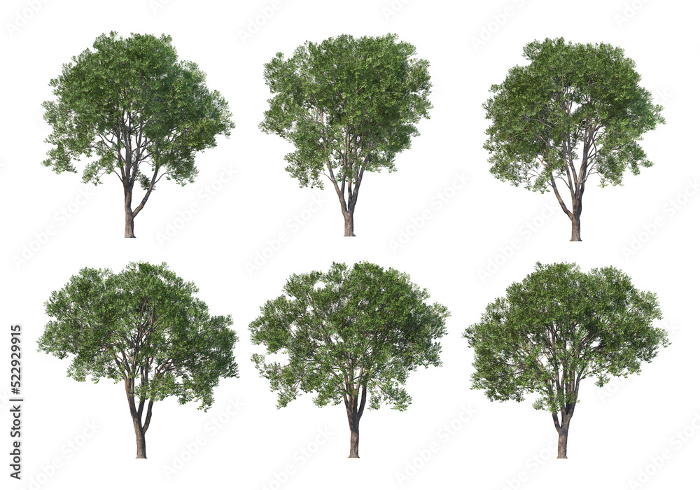 Tree on a transparent background Tree on a transparent background