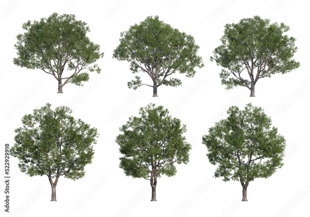 Tree on a transparent background Tree on a transparent background