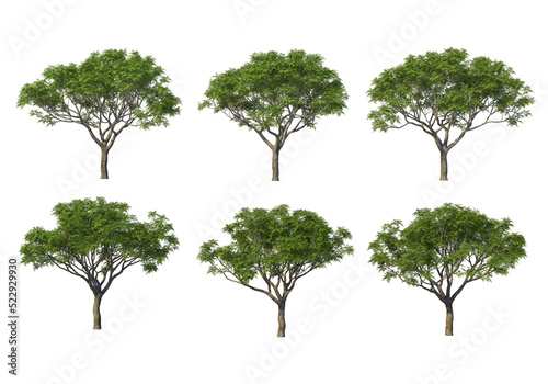 Tree on a transparent background