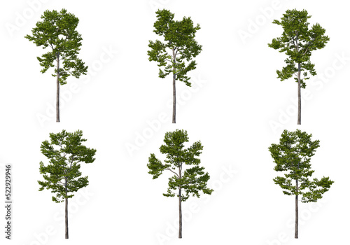 Tree on a transparent background