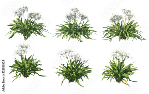 Shrubs and plants on a transparent background 