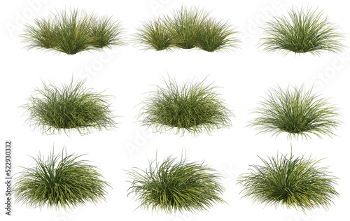 Shrubs and plants on a transparent background
