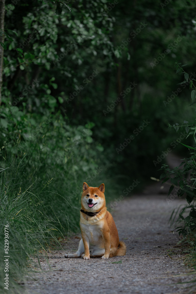 Shiba Inu smiling. Red dog sits in a field resting. Happy pet in nature. 