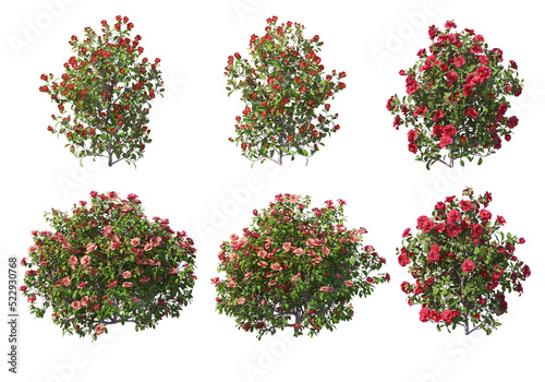 Flowers on a transparent background
