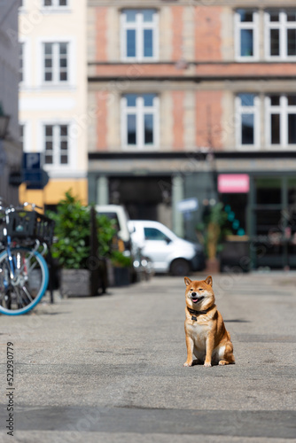 Shiba Inu smiling. Red dog sits on the street. Happy pet in the city. 