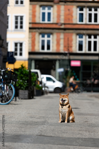 Shiba Inu smiling. Red dog sits on the street. Happy pet in the city.  © vaneeva