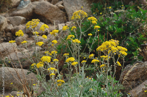Helichrysum in bloom (curry plant)  photo