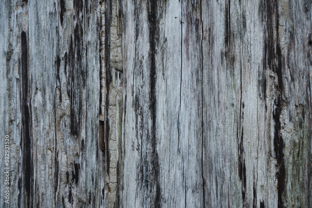 Wood texture . Natural barn wood floor. wall texture background pattern. Wood boards are very old with a beautiful rustic look Wood texture . Natural barn wood floor. wall texture background pattern. Wood boards are very old with a beautiful rustic look