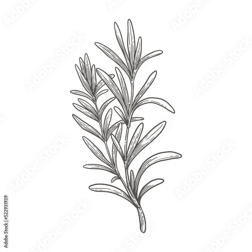 Rosemary branch on a light background isolated. Hand-drawn spicy herb for cooking. The concept of organic food. Vector illustration.