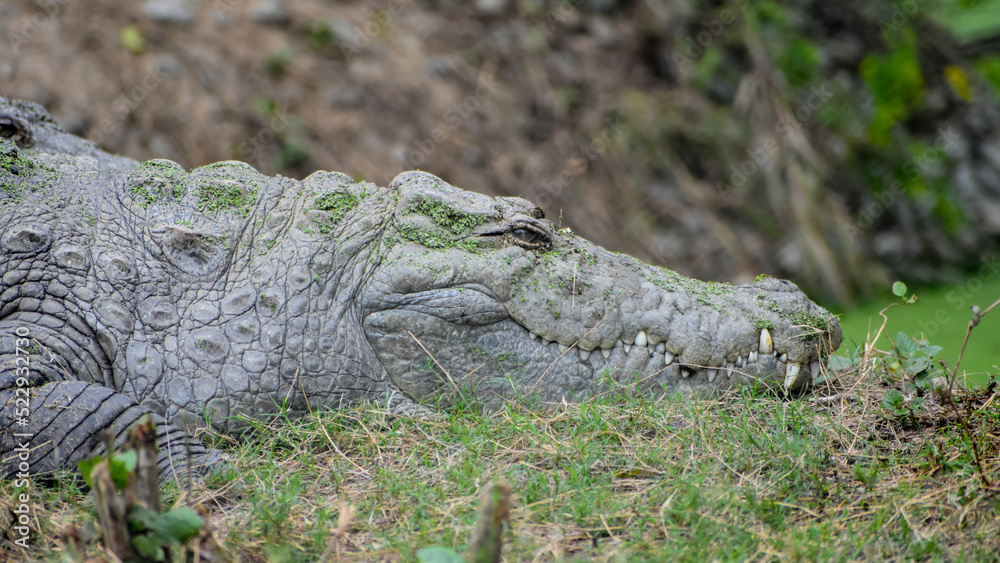 Fototapeta premium Nile crocodile (Crocodylus niloticus) taking rest on the ground
