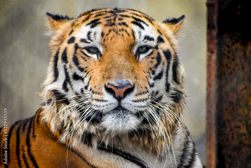 Portrait of a Royal Bengal Tiger in Kolkata Zoological Garden, Alipore Zoo. Portrait of a Royal Bengal Tiger in Kolkata Zoological Garden, Alipore Zoo.