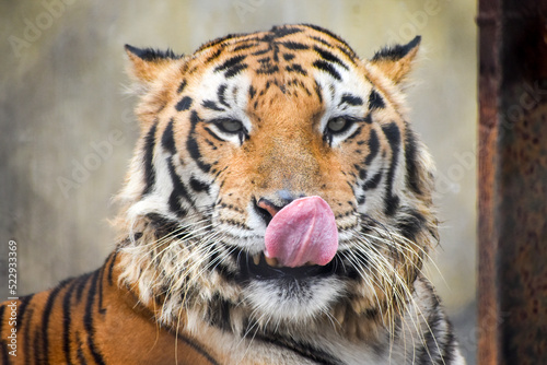 Portrait of a Royal Bengal Tiger licking nose in Kolkata Zoological Garden, Alipore Zoo.