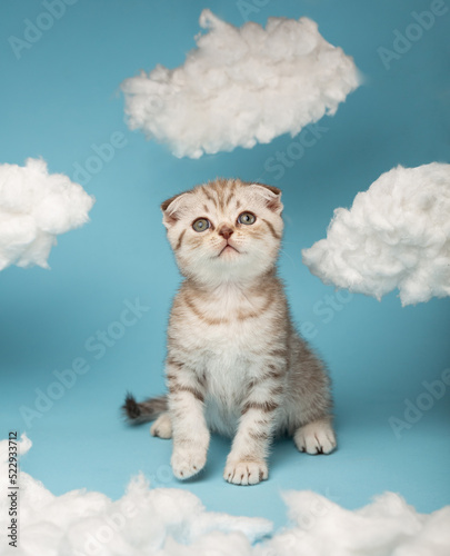 Obraz na plátně Striped Scottish kitten looks with interest at the thing he is going to catch with his paws