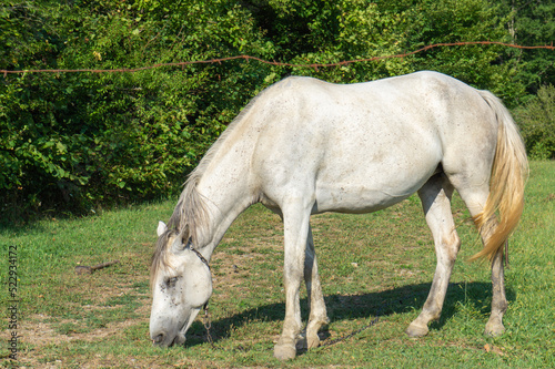 A white horse grazes in a meadow behind a fence