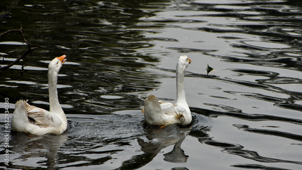 A Beautiful White Mute Swan swimming in the pond at Kolkata Zoological Garden, Alipore Zoo A Beautiful White Mute Swan swimming in the pond at Kolkata Zoological Garden, Alipore Zoo