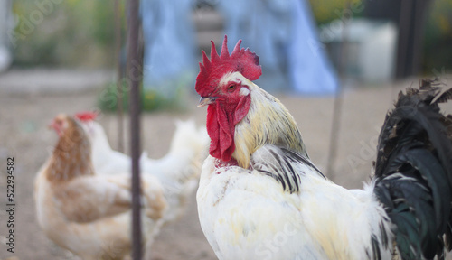 CHICKENS AT THE FARM