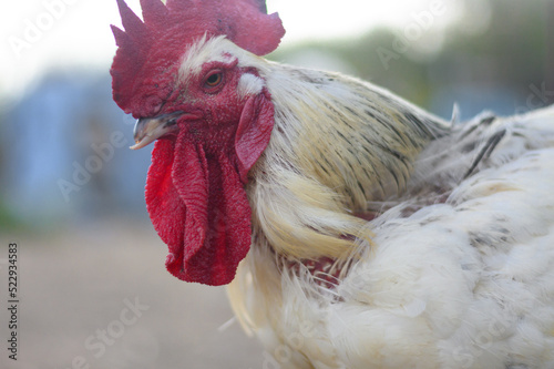 CHICKENS AT THE FARM
