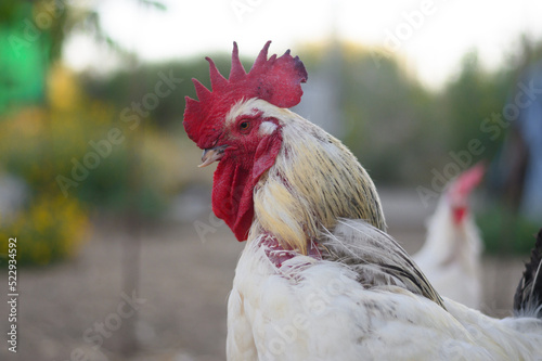 CHICKENS AT THE FARM