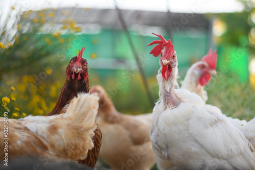 CHICKENS AT THE FARM